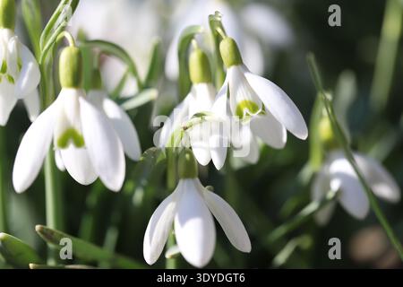 Weiße Schneeglöckchen (Galanthus) blühen an einem warmen Frühlingstag, frühe Frühlingsblumen in natürlichem Licht. Stockfoto