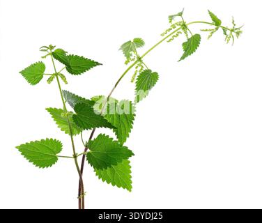 Brennnesselpflanze isoliert auf weißem Hintergrund. Grüne Brennnessel, Brennnessel brennen, Brennnessel brennen oder Urtica dioica. Heilkraut und kulinarisches Kraut. Clipping p Stockfoto