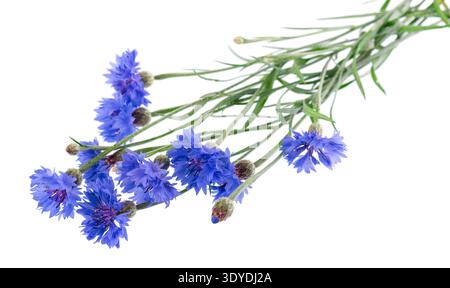 Blaue Kornblume isoliert auf weißem Hintergrund. Centaurea cyanus oder Junggeselknopfblumen Stockfoto