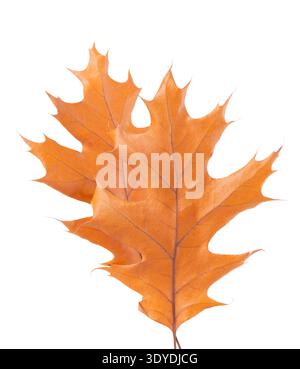 Eichenblatt isoliert auf weißem Hintergrund. Gelbe Herbsteichenblätter. Beschneidungspfad. Draufsicht Stockfoto