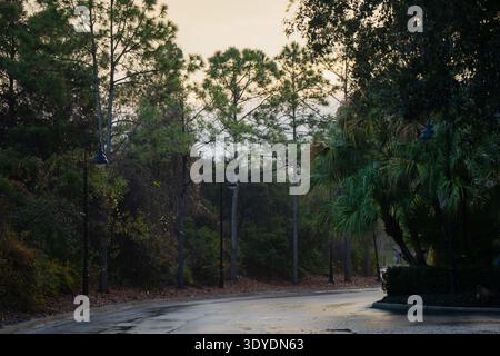 Nasse, geschwungene Straße durch dichte Florida-Bäume und Palmen bei Sonnenaufgang, die die ruhige Natur im Vorort, die feuchte Atmosphäre und den friedlichen Zugang zu Wohngebieten einfangen Stockfoto