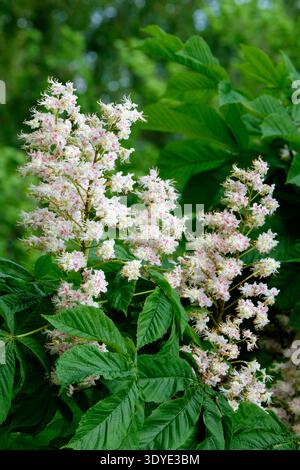 Rosskastanie, Aesculus hippocastanum, cremeweiße Blüten, gelber Fleck, der mit dem Alter rot wird Stockfoto