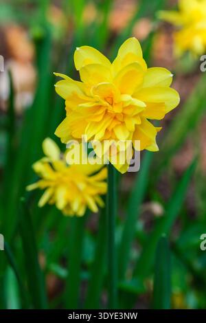 Narcissus Tete Boucle, Narzissen Tete Boucle, Zwerg, doppelte Narzissen, Masse von goldenen Blütenblättern in zwei Gelbtönen Stockfoto