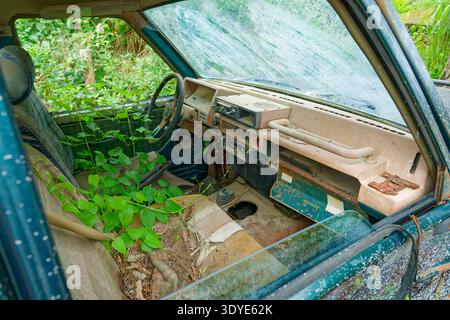 Der Innenraum des alten Autos ist mit grünen Pflanzen gefüllt, die durch die Sitze und das Armaturenbrett wachsen und Rost und Verfall in der natürlichen Umgebung zeigen. Stockfoto