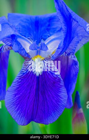 Blaue Irisblume in den Gärten der Stadt Valencia, Spanien. Stockfoto