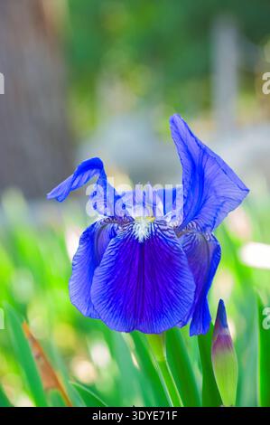 Blaue Irisblume in den Gärten der Stadt Valencia, Spanien. Stockfoto