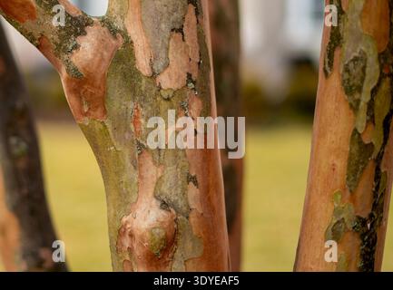 Die Winterrinde eines Crepe Myrtle Tree. Stockfoto