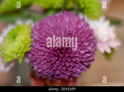 Eine Nahaufnahme eines Chrysanthemums Stockfoto