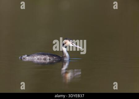 Podiceps cristatus, Erwachsener, der beim Schwimmen mit Zuchtgefieder in Suffolk, England, Februar Stockfoto