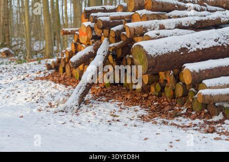 Ein Haufen geschnittener Baumstämme, bedeckt mit Schnee in einem Wald während der Wintersaison, mit trockenen Blättern, die auf dem schneebedeckten Boden in der Nähe verstreut sind. Stockfoto