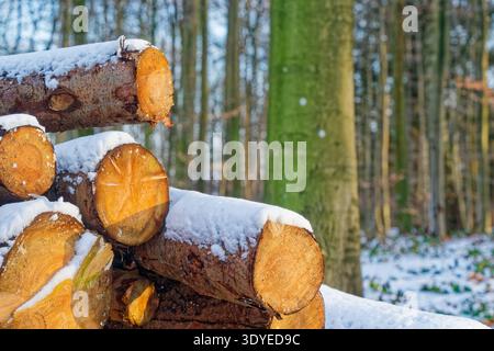 Frisch geschnittene, mit Schnee bedeckte Baumstämme in einer Winterwaldszene mit hohen Bäumen und sanftem natürlichem Licht schaffen eine friedliche Atmosphäre. Stockfoto