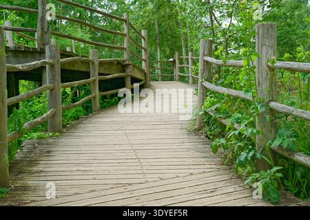 Eine hölzerne Promenade mit natürlichen Holzgeländern schlängelt sich durch dichte grüne Waldpflanzen und Bäume und schafft eine friedliche Naturpfadszene. Stockfoto