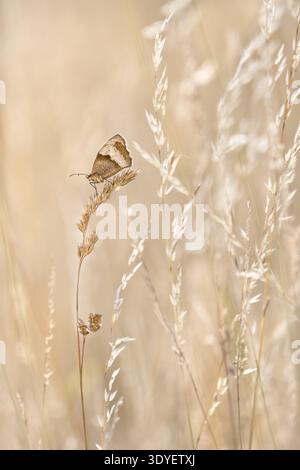 Eine männliche Wiese braun (Maniola jurtina) auf einer Wiese mit trockenem, hohem Gras an einem sonnigen Tag, weiches Pastellbeige, einfarbig, vertikal Stockfoto