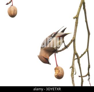Wachsschwingfütterung an der Frucht eines Taschentuch-Baumes Wakehurst Sussex Stockfoto