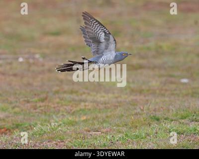 Kuckuckfliegende Thursley Common Surrey Stockfoto