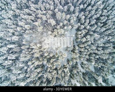 Die Luftaufnahme zeigt einen schneebedeckten Weißrussland Nadelwald mit Fichten und Kiefern, die von einer hellen zentralen Lichtung ausstrahlen, oben unten im Winter mit gedämpftem W Stockfoto