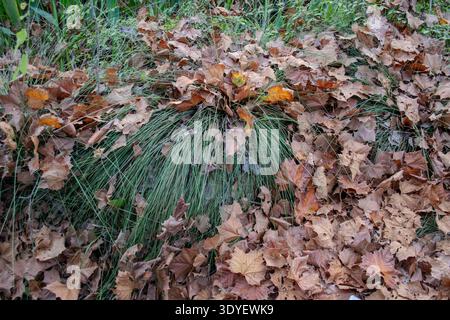 Gefallene Blätter auf grünem Gras Stockfoto