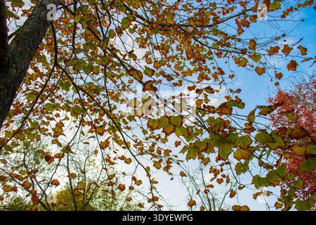 Herbstbäume mit roten und grünen Blättern gegen den blauen Himmel Stockfoto