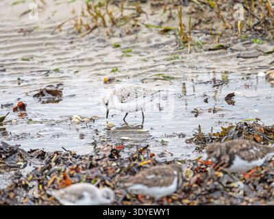 Sanderling-Fütterung in Poole Harbour Dorset Stockfoto