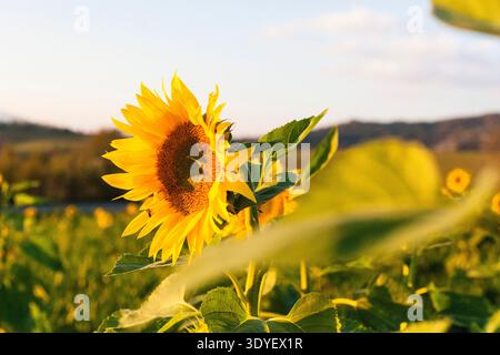Eine wunderschöne Sonnenblume mit ein paar Blättern vorne und ein Feld dahinter an einem warmen sonnigen Tag Stockfoto