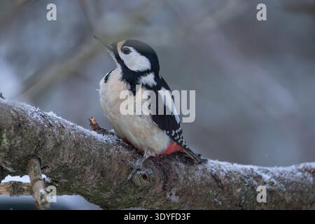 Buntspecht in Finnland Stockfoto