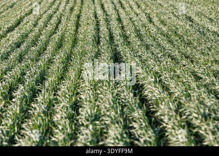 Perspektivische Betrachtung paralleler Reihen junger Weizenpflanzen, die in fruchtbaren landwirtschaftlichen Böden wachsen. Konzept der Landwirtschaft, des Anbaus und des Pflanzenbaus. Stockfoto