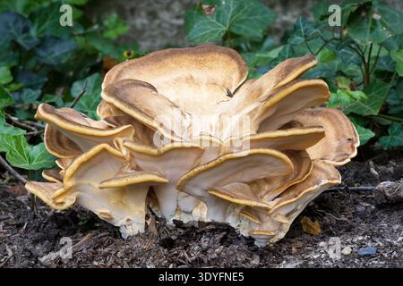 Großer, als Riesenpolypore bezeichneter, genießbarer Klammerpilz wächst am Boden in einem öffentlichen Park in Köln, umgeben von Efeu und Waldbodenmulch Stockfoto