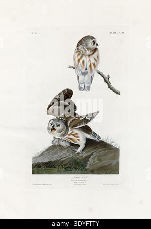 Ein handkolorierter, antiker Druck von John James Audubon, Plate 304 von Birds of America, der zwei kleine Eulen zeigt, von denen einer auf dem Boden steht und der andere mit Flügeln, die eine Maus halten Stockfoto