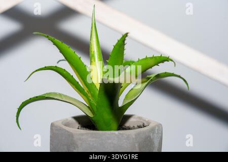 die aloe vera Aloe vera (Echte Aloe) kaufen main image 0