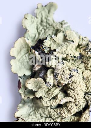 Foliose Flechten Flavoparmelia caperata oder gemeine Grünhield Flechte. Wächst auf der Baumrinde. Stockfoto