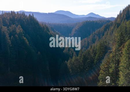 Sonnenlicht filtert durch ein hoch aufragendes Waldtal. Majestätische Evergreens erstrecken sich über sanfte Hügel. Ferne Berge umgeben die ruhige Natur. Stockfoto