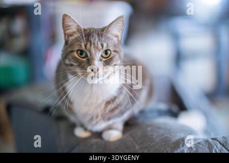 Die weiche Tabby-Katze sitzt ruhig auf strukturiertem Material. Grüne Augen treffen mit sanfter Neugier auf die Kamera. Der unscharfe Hintergrund lenkt den Fokus auf die entspannte po der Katze Stockfoto