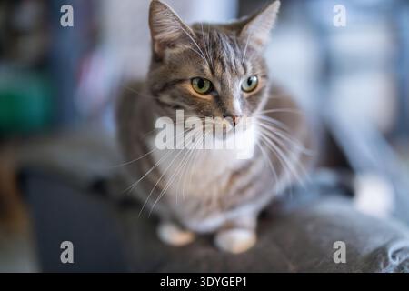 Tabby-Katze sitzt ruhig auf einem Kissen. Seine grünen Augen treffen auf die Kamera mit stiller Neugier. Weiches Fell kombiniert Grau- und Weißtöne. Felldetails hervorheben n Stockfoto