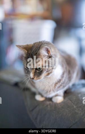 Die weiche Tabby-Katze liegt auf einer gepolsterten Oberfläche auf. Blick nach unten, Ohren leicht nach vorne. Gemütliches Zuhause mit verschwommenen Hintergrunddetails. Also Stockfoto