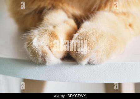 Ginger-Katzenpfoten mit weichem, flauschigem Fell, die den Komfort und die Entspannung von Haustieren darstellen Stockfoto