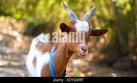 Ziege, die im Wald steht und ein Gurtzeug trägt und in die Kamera blickt Stockfoto