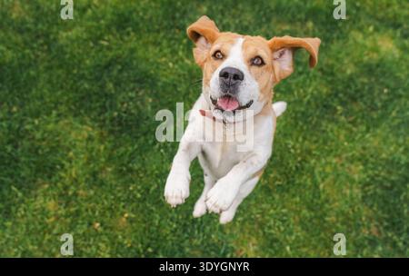 Beagle-Hund sitzt auf Gras mit geschlossenen Augen und ausgezogener Zunge, sieht fröhlich und entspannt aus in einem sonnigen und verspielten Moment Stockfoto