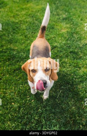 Beagle-Hund, der auf grünem Gras steht und die Zunge herausleckt, die Nase leckt, mit neugierigem und eifrigem Ausdruck nach oben blickt Stockfoto