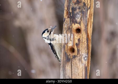 Hoch erhobener Spechte, der im verwitterten Wald pickt Stockfoto