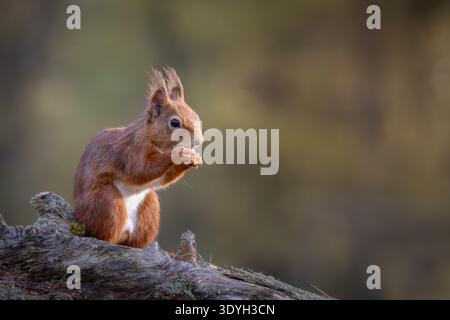 Rotes Eichhörnchen (Sciurus vulgaris) auf einem gefallenen Baumzweig im goldenen Licht am späten Nachmittag. Pinienwald in Perthshire, Schottland, Großbritannien Stockfoto