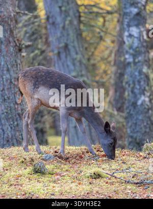 Melanistisches Brachhirsch [ Dama dama ] Junges Weibchen in einem Kiefernwald in Perthshire, Schottland, Großbritannien Stockfoto