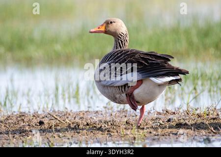 Gans, Greylag-Gans, Anser Anser, auf einem Bein, Aiguamolls Empordà, Katalonien, Spanien Stockfoto