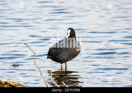 Eurasischer Huhn, Fulica atra, in einem Teich, Aiguamolls Empordà, Katalonien, Spanien Stockfoto