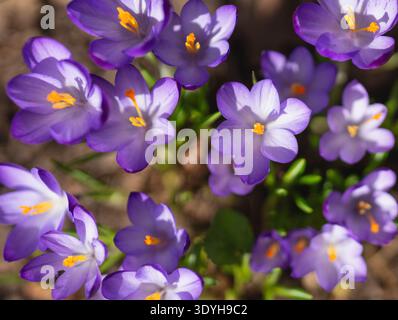 Lila Krokusse mit orangefarbenen Staubblättern, Draufsicht Stockfoto