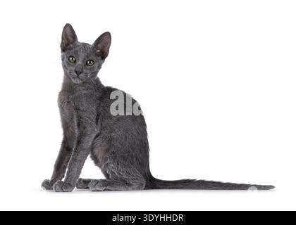 Wunderschönes und seltenes blaues Savannah-Katzenkätzchen, seitlich sitzend. Blick direkt auf die Kamera. Isoliert auf weißem Hintergrund. Stockfoto