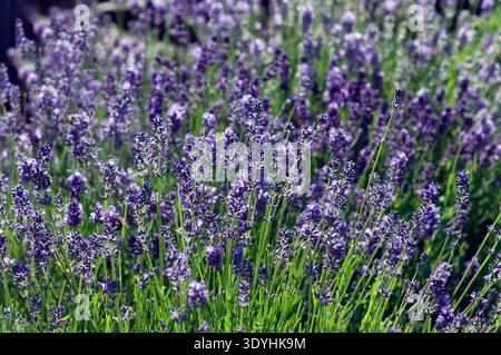Lavendel; Lavendula; Angustifolia; Stockfoto