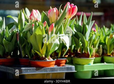 Frühlingstulpen wachsen in kleinen Töpfen auf dem Blumenmarkt im Freien. Helles Tageslicht, Gartenkonzept, saisonale Pflanzen für Wohndekoration und Geschenke. Stockfoto