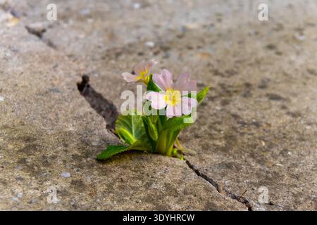 Frühlingskerzenblüten, die durch Risse in grauem Beton auftauchen Stockfoto