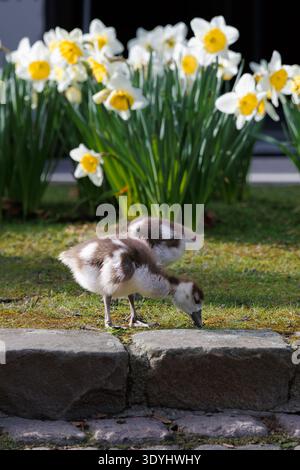 Zwei Goslings, die sich von Gras ernähren, mit Frühlingsnarzissen. Qualitativ hochwertige FotoTwo junge Schurken auf der Suche nach Nahrung auf Gras in der Nähe von Steinweg mit blühender da Stockfoto