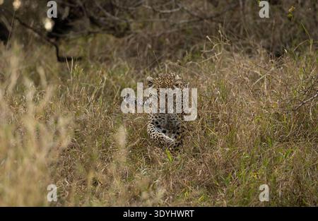 Leopard, Panthera pardus, Leopard, der durch hohes Gras läuft. Stockfoto